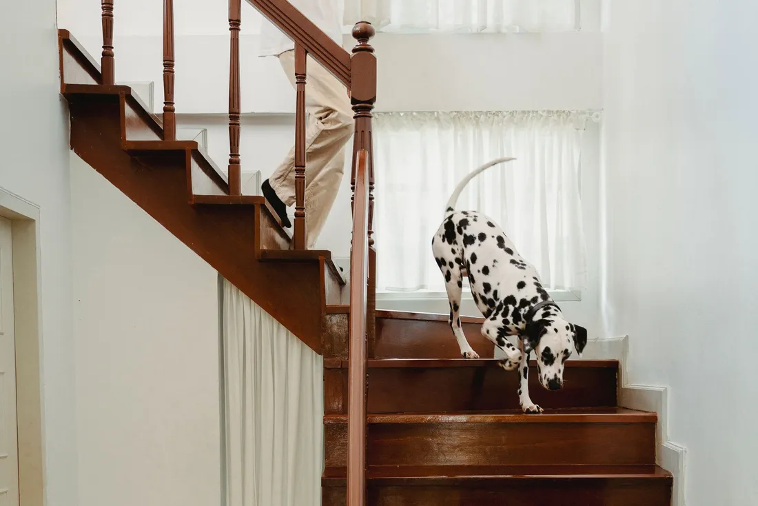 Escalier en bois à rampe tournée dans une maison claire, un chien descend les marches (Apremont, Vendée)